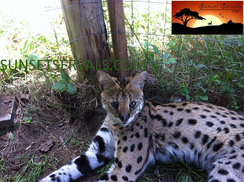 serval cat kitten available canada ontario united states worldwide savannah f1 f2 f3 f4 f5 f6 caracal